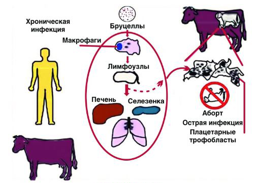 Допишите названия болезней определив их по картинкам с изображением зоонозных инфекций у человека