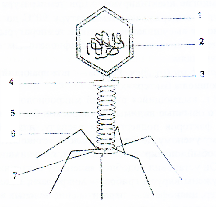 Строение бактериофага рисунок
