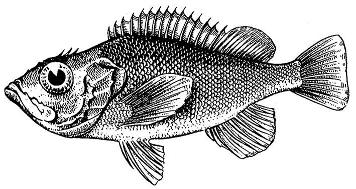 Окуневая рыба 4 буквы. Форма тела рыб. Пелагические рыбы. Торпедовидные рыбы. Веретенообразная рыба.