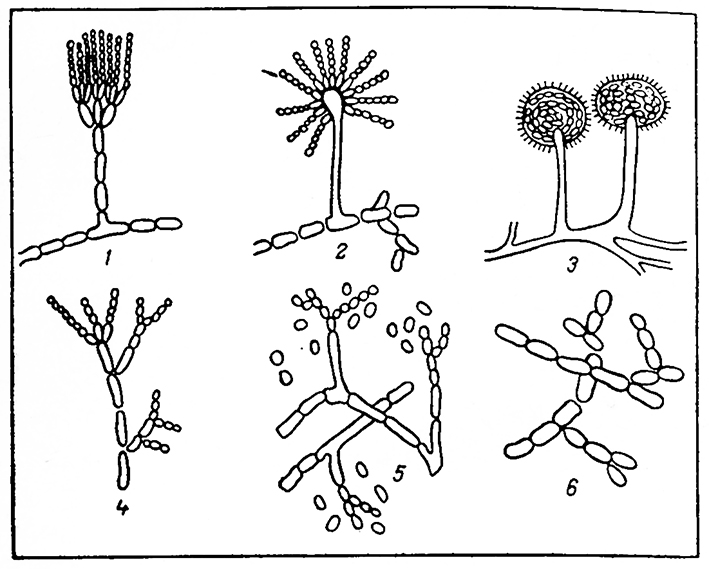 Пеницилл группа организмов