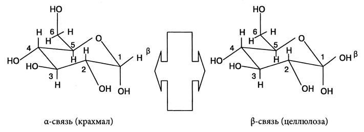 Схема строения крахмала