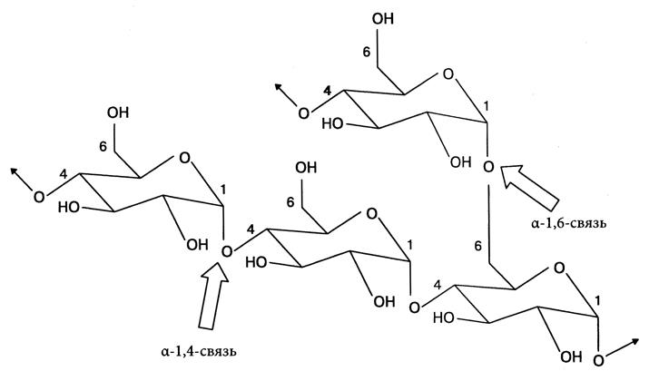 Схема строения крахмала